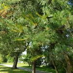 Pinus koraiensis 果実