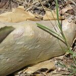 Cyphostemma juttae Corteza