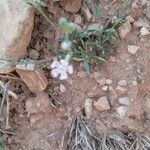 Silene nocturna Floare