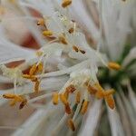 Haemanthus deformis Λουλούδι