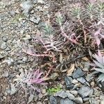 Euphorbia rigida ഇല