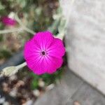 Silene coronaria (Desr.) Clairv. ex Rchb.Flor