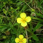 Potentilla erecta Other