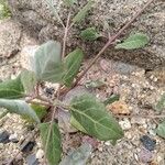 Atriplex glabriuscula Folha