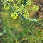 Foeniculum vulgareFiore