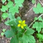 Geum urbanumBlomma