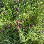 Vicia eriocarpa Natur