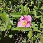 Rosa virginiana Blüte