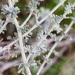 Artemisia sieberi خشب