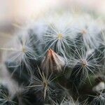 Mammillaria proliferaCortiza