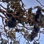 Solanum lycocarpum Fruchs