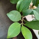 Ficus retusaपत्ता