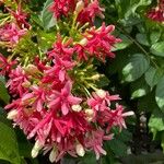 Combretum indicum Flor