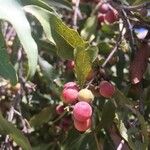 Euclea natalensis Frukto