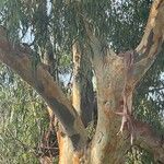 Eucalyptus camaldulensis Bark