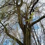 Salix babylonica Corteza