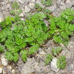 Chaerophyllum nodosumLeaf