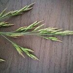 Bromus commutatus Fruit