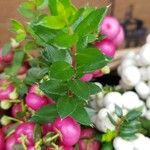 Gaultheria mucronata Leaf