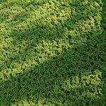 Azolla filiculoides Leaf