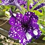 Petunia x atkinsiana പുഷ്പം