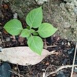 Capsicum pubescens Fruto