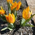 Tulipa heweri 花