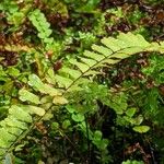 Adiantum edgeworthii पत्ता