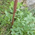 Orobanche laserpitii-sileris موطن