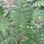 Sorbus aucupariaLeaf