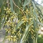 Eucalyptus tereticornis Blad