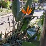 Strelitzia reginae 整株植物