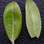 Salix daltoniana Frunză