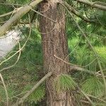 Pinus bhutanica Bark