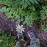 Astrantia maxima Flower