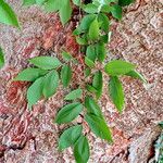 Eriobotrya japonica Likasa