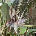 Strelitzia nicolai Λουλούδι