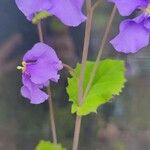 Orychophragmus violaceus Flower