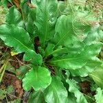 Limonium scoparium Leaf