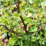 Anthemis arvensis Blatt