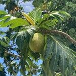 Artocarpus altilis Fruit