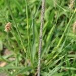 Sporobolus indicus Fula