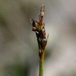 Carex glacialis Fruitua