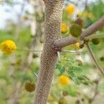 Acacia farnesiana बार्क (छाल)