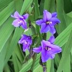 Aristea ensifolia Blad