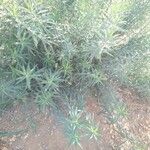 Euphorbia terracina Συνήθη χαρακτηριστικά