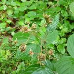 Rubus nigricans ᱮᱴᱟᱜ