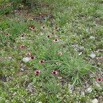 Echinacea tennesseensis Hàbitat
