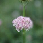 Mutellina adonidifolia 花