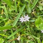 Richardia scabra Flower